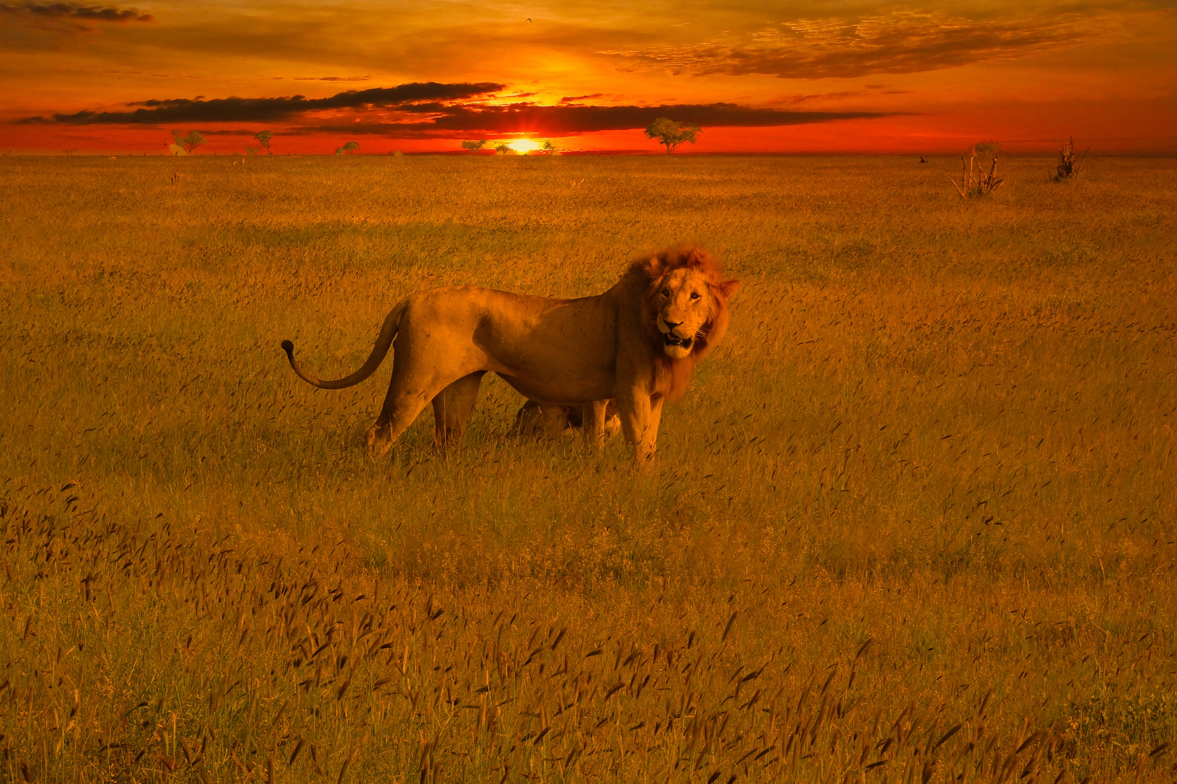 Tsavo_West_National_Park[1].webp